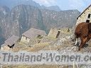 Machu-Picchu-021